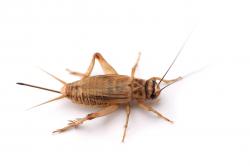 cricket-insect