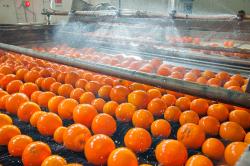 oranges-conveyer-belt