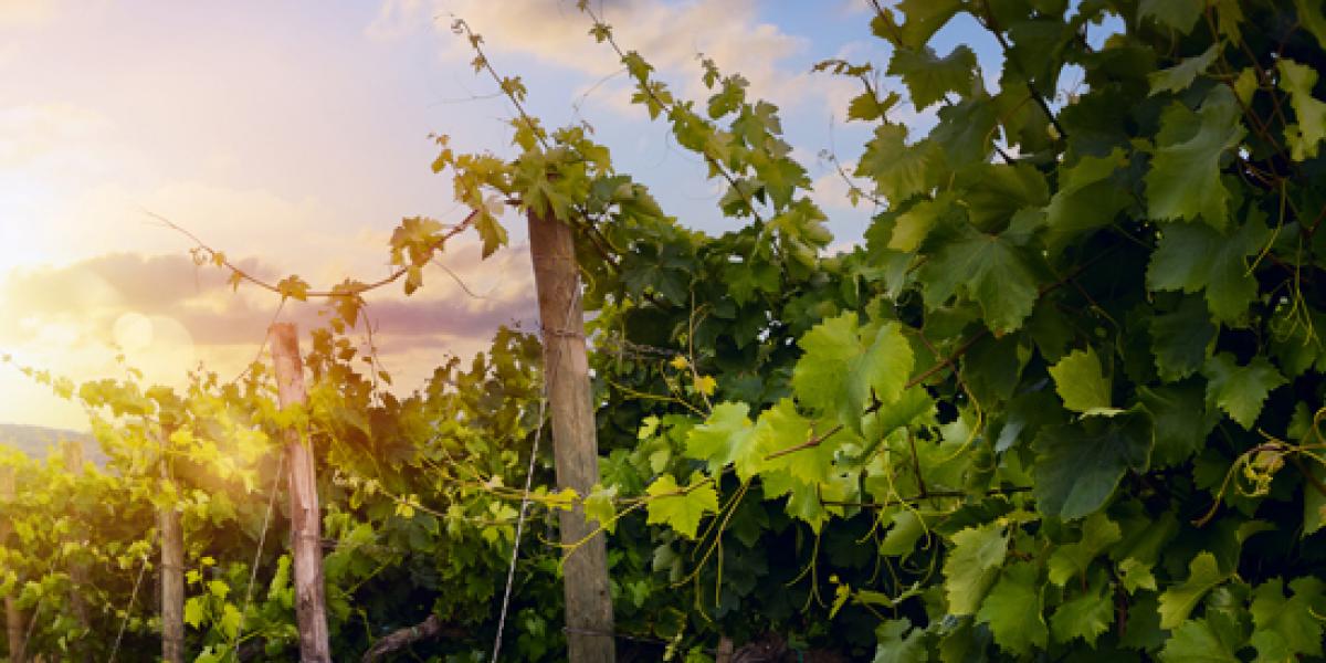 vineyard-green-leaves-sunset