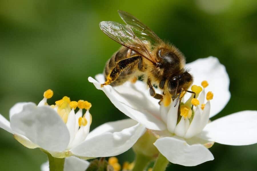 This is the image alt