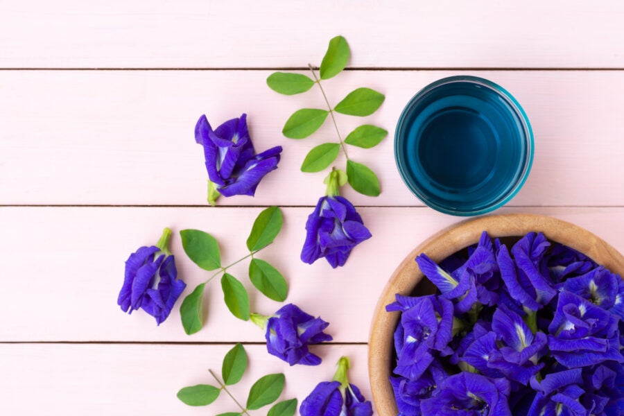 EFSA、伝統的食品としてのクリトリア・テルナテア(Clitoria ternatea L.)の花の使用に懸念を表明