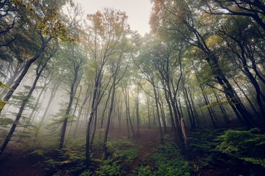 Nature Restoration Law