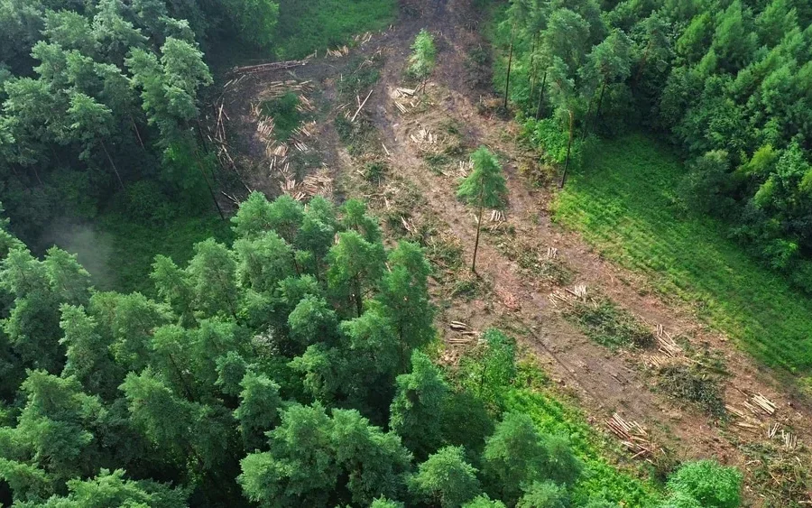 EU Proposes Amendments to Deforestation Regulation