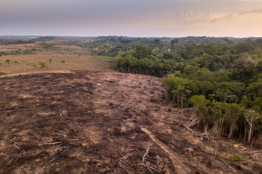 EU Clarifies Implementation of Deforestation Regulation